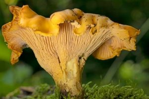 Почему лисички не бывают червивыми и можно ли вырастить их дома?